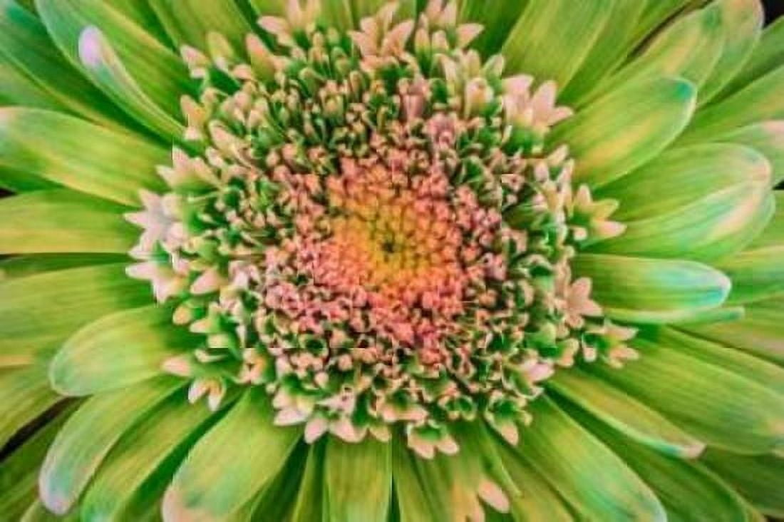 Green Flower Canvas Art - Kathy Mahan (24 x 36)