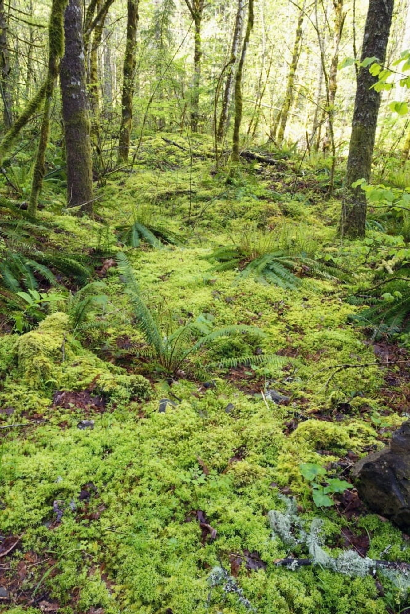 Green Foliage On The Forest Floor Canvas Art - Craig Tuttle  Design Pics (12 x 19)