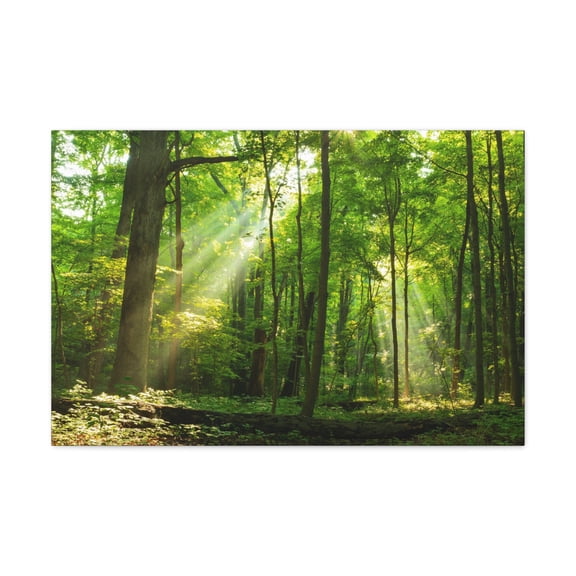 Green Forest Summer Sunlight Nature Wilderness Photography Canvas Wall Art for Home Decor Ready-to-Hang