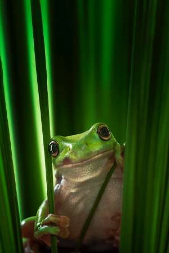 Green Frog Canvas Art - Ahmad Gafuri (12 x 18)