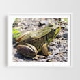 thumbnail image 1 of Green Frog - Homer Michigan Photography Wildlife Animal Nature Insect Garden Wilderness White Framed Wall Art Print 6 x 8 inches, 1 of 1