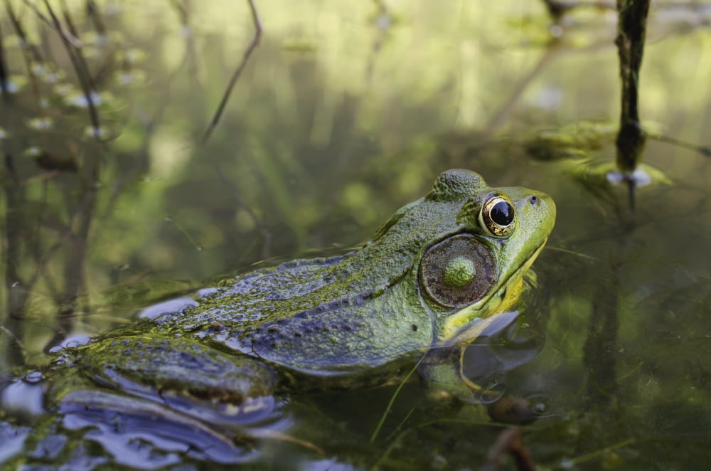 Green Frog Partly Submerged In Water Vaudreuil Quebec Canada Canvas Art - Steeve Marcoux Design Pics (19 x 12)