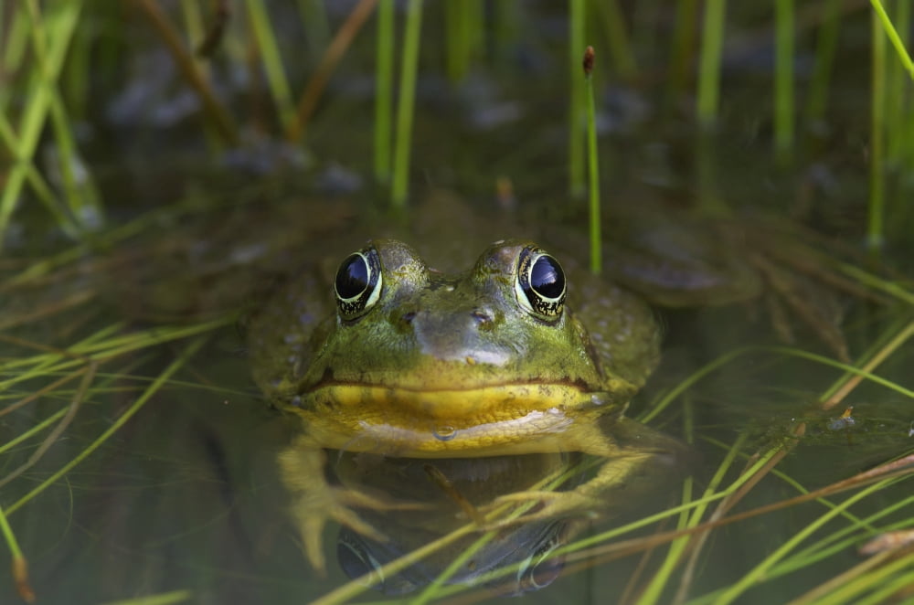 Green Frog Partly Submerged In Water Vaudreuil Quebec Canada Canvas Art - Steeve Marcoux Design Pics (38 x 24)