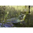thumbnail image 1 of Green Frog Partly Submerged In Water; Vaudreuil Quebec Canada Poster Print (38 x 24), 1 of 3