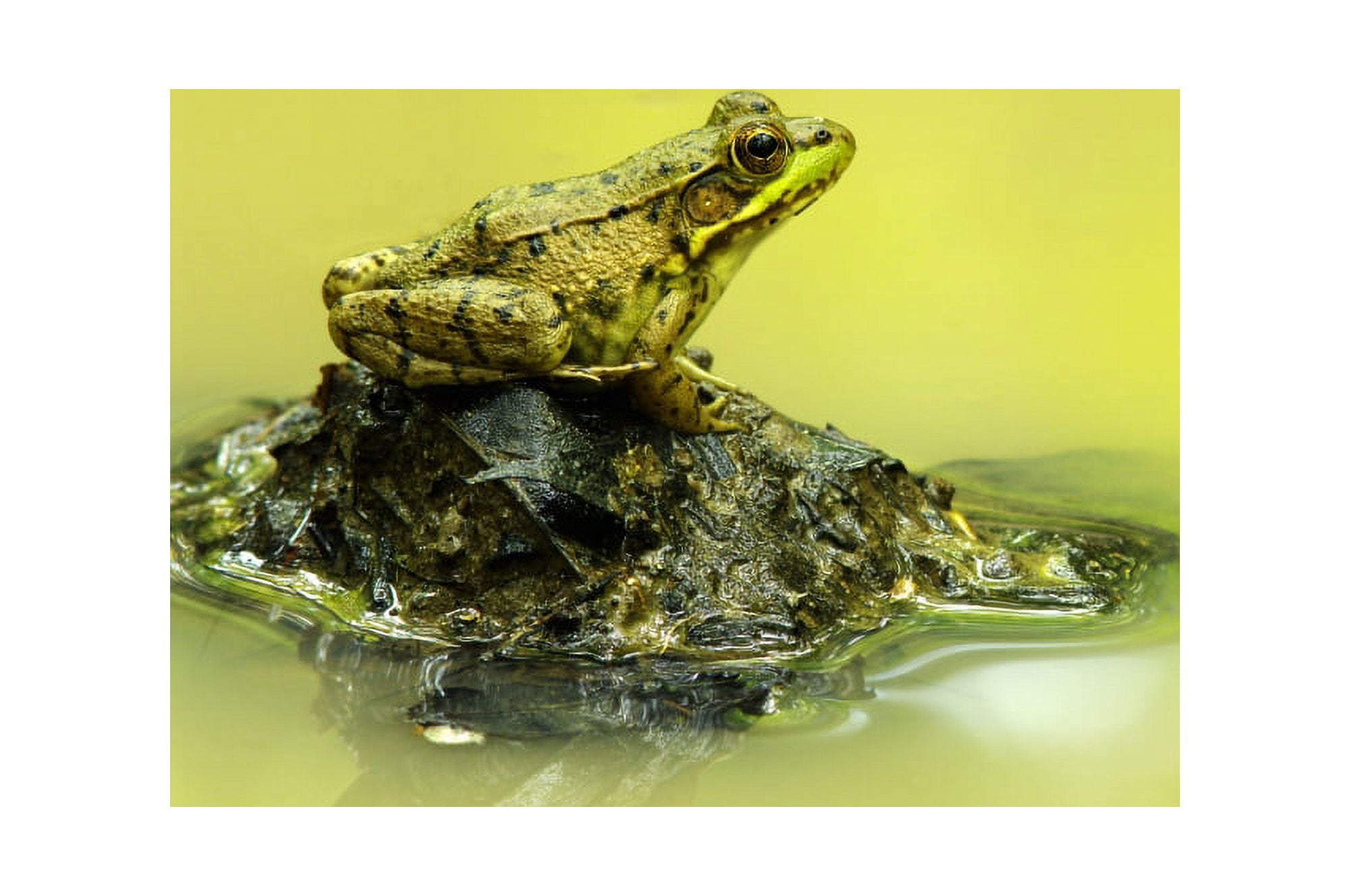 Green Frog Perched On Mud And Leaves Vaudreuil Quebec Canada Canvas Art - Steeve Marcoux Design Pics (17 x 11)