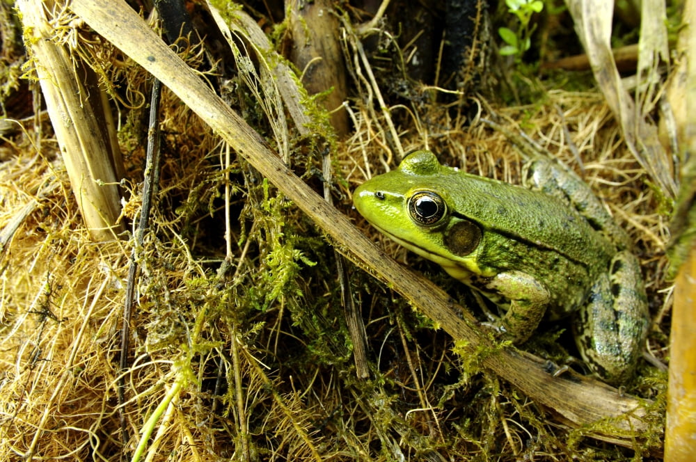 Green Frog (Rana Clamitans) Pointe-Des-Cascades Quebec Canada Canvas Art - Steeve Marcoux Design Pics (36 x 24)
