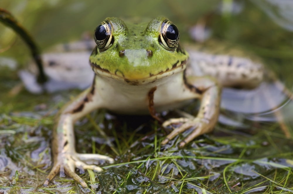 Green Frog Vaudreuil Quebec Canada Canvas Art - Steeve Marcoux Design Pics (38 x 24)
