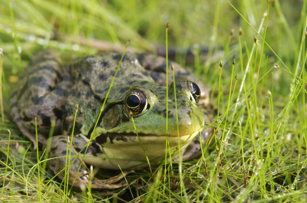 Green Frog Vaudreuil Quebec Canada Canvas Art - Steeve Marcoux Design Pics (38 x 24)