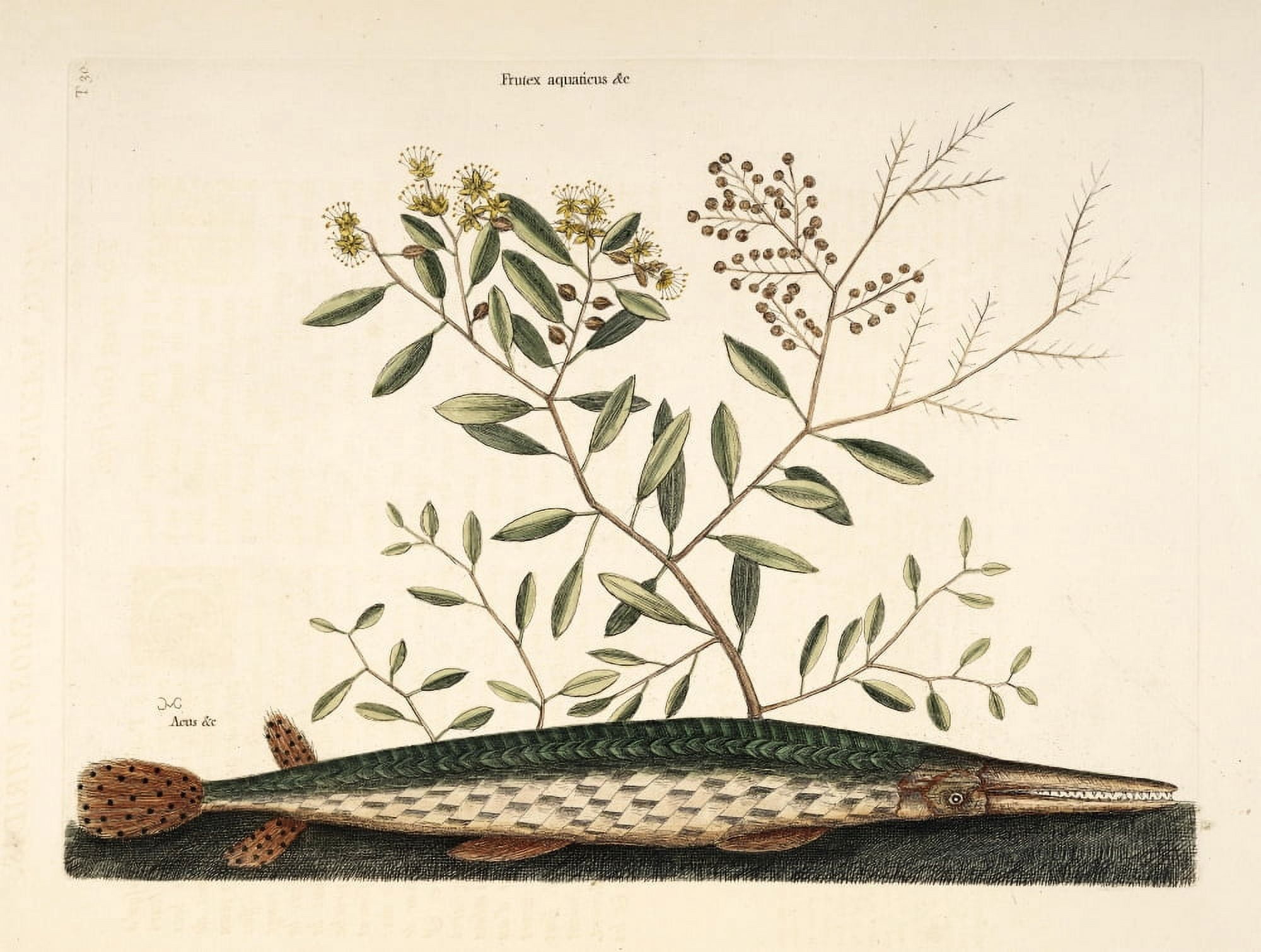 Green Gar-fish Canvas Art - Mark Catesby (18 x 24)