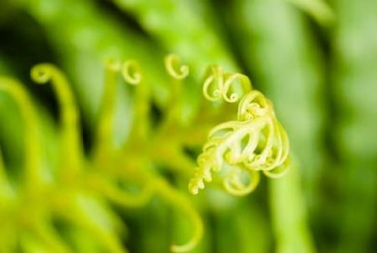 Green Garden I Canvas Art - Beth Wold (24 x 36)