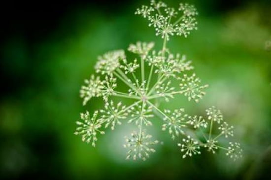 Green Garden III Canvas Art - Beth Wold (24 x 36)