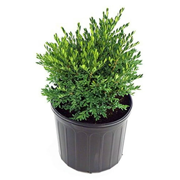 Green Gem Boxwood