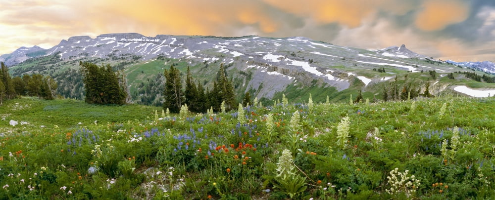 Green Gentian rise above other wildflowers (Indian Paintbrush Lupine and Sticky Geranium) along the Death Canyon Shelf Grand Teton National Park Wyoming USA Canvas Art - Panoramic Images (36 x 12)