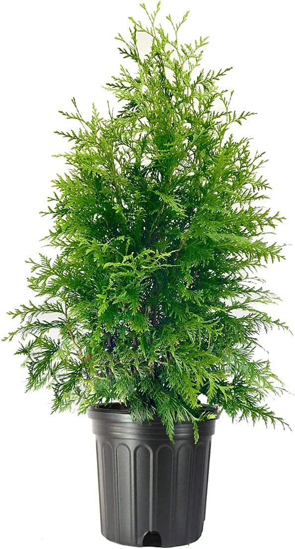 Green Giant Arborvitae 1 Large 3 Gallon Tree Thuja Plicata Live Evergreen Privacy Screening