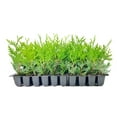 thumbnail image 1 of Green Giant Arborvitae  10 Pack  Thuja Plicata  Evergreen Plant Privacy Screening Trees, 1 of 2