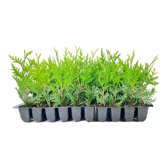 Green Giant Arborvitae 10 Pack Thuja Plicata Evergreen Plant Privacy Screening Trees