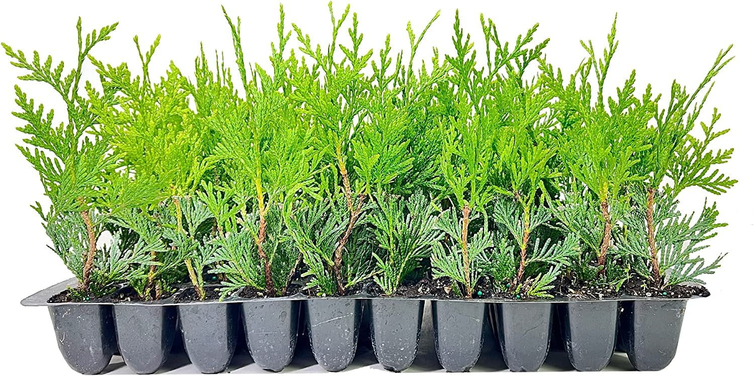 Green Giant Arborvitae 10 Pack Thuja Plicata Evergreen Plant Privacy