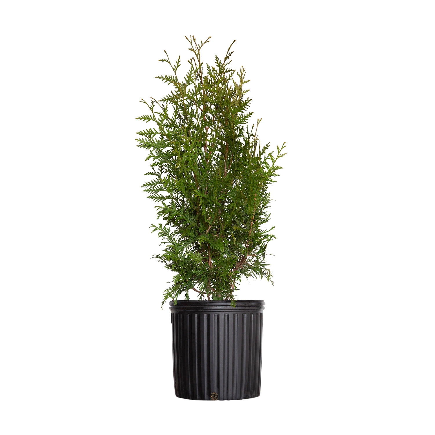 tree ② Expert Gardener Green Giant Arborvitae (2.5 Gallon) Fast Growing