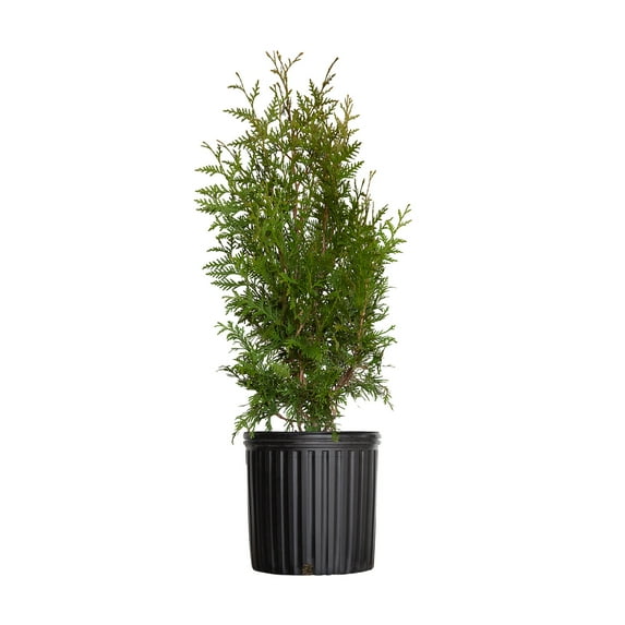 Expert Gardener Green Giant Arborvitae (2.5 Gallon) Fast Growing Evergreen Thuja Tree - Full Sun Live Outdoor Plant