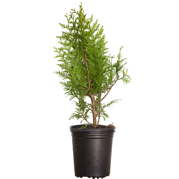 Expert Gardener Green Giant Arborvitae (2.5 Quart) Fast Growing Evergreen Thuja Tree - Full Sun Live Outdoor Plant