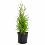 Expert Gardener Green Giant Arborvitae (2.5 Quart) Fast Growing Evergreen Thuja Tree - Full Sun Live Outdoor Plant