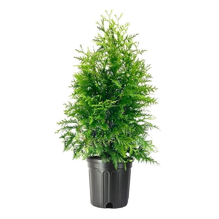 Green Giant Arborvitae  2 Large 3 Gallon Trees  Thuja Plicata  Live Evergreen Privacy Screening Plants