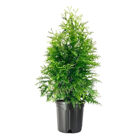 Green Giant Arborvitae 2 Large 3 Gallon Trees Thuja Plicata Live Evergreen Privacy Screening Plants