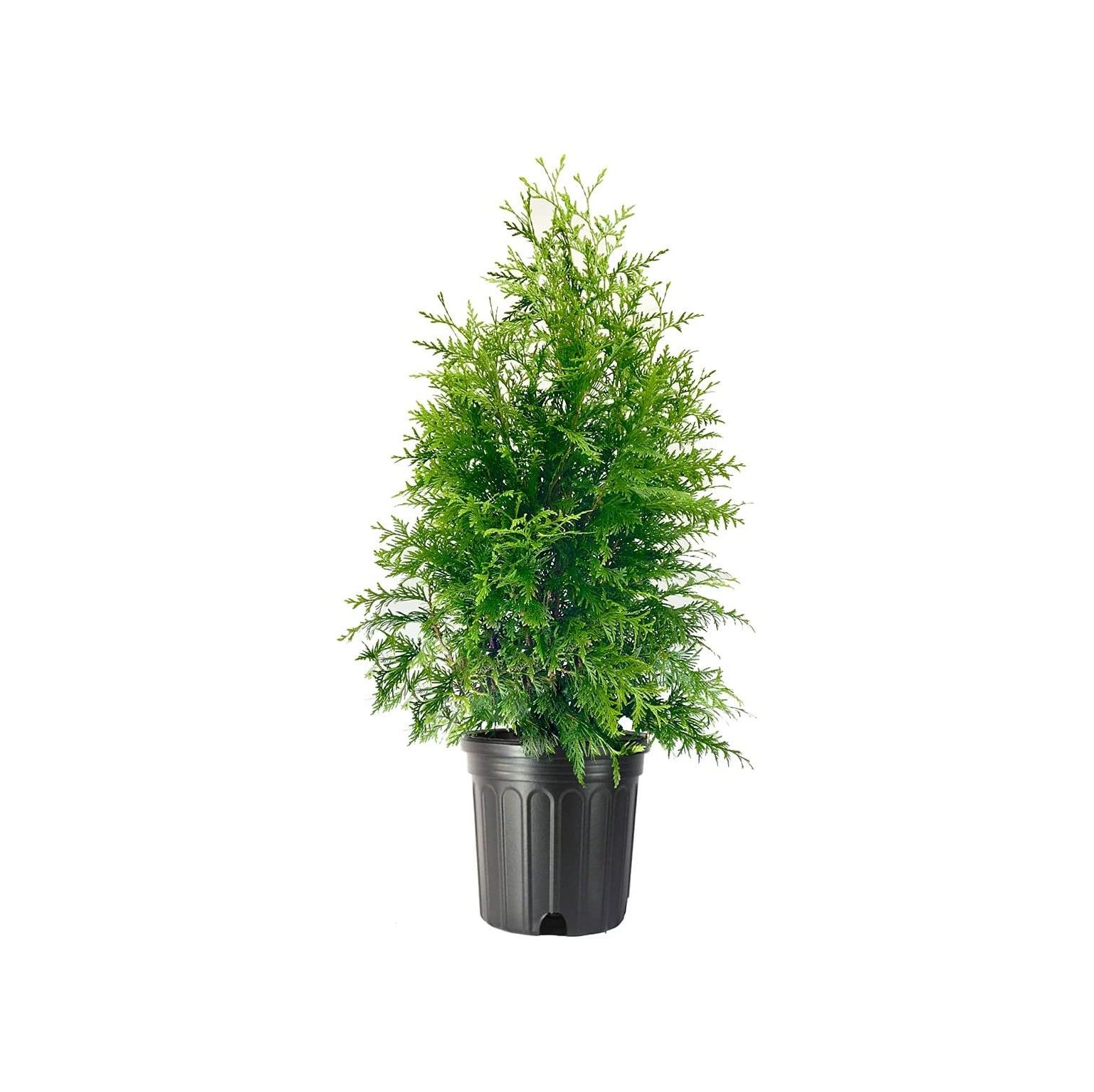 Green Giant Arborvitae 3 Large 3 Gallon Trees Thuja Plicata Live
