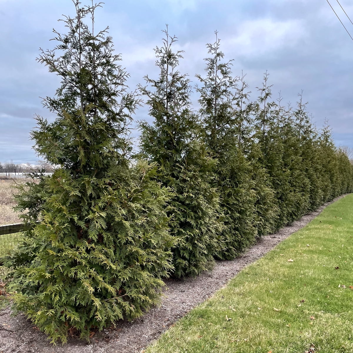 Green Giant Arborvitae Hedge Kit, 5 Potted Evergreen Plants, measuring 3 to 4 feet tall, in a 2.25 Gal. Pot