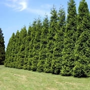 Green Giant Arborvitae Plant - Fast-Growing Privacy Evergreen, Full Sun, USDA Zones 3-8, Green Giant 18-24" trade gallon Arborvitae Thuja plicata