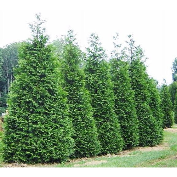 Green Giant Arborvitae Tree ( Thuja ) - Live Plant - ( 1 QT ) - Full Sun - Evergreen Privacy Hedge