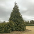 thumbnail image 1 of Direct Gardening Green Giant Arborvitae Upright Evergreen 5 to 6 feet Tall Bare Root Plant, 1 of 6