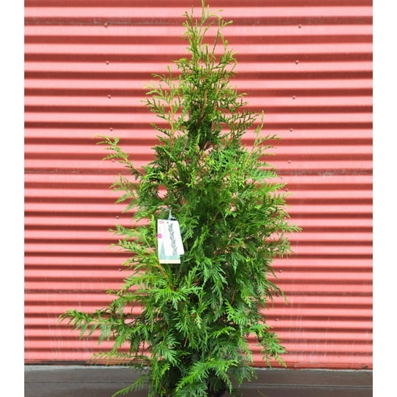 Green Giant Western Arborvitae