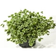 thumbnail image 1 of Green Glow Shamrock 4 Leaf Clover -Trifolium - Indoors or Out - 4" Pot, 1 of 3