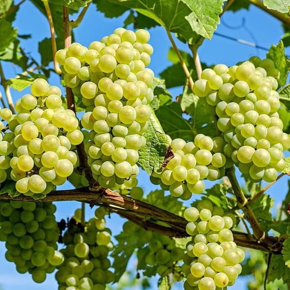 Green Grape Vine Plant1-2 Years Olds, Grape Plant Live for Planting, Sweet Grape Fruits Tree Live Plant, Large Bareroot
