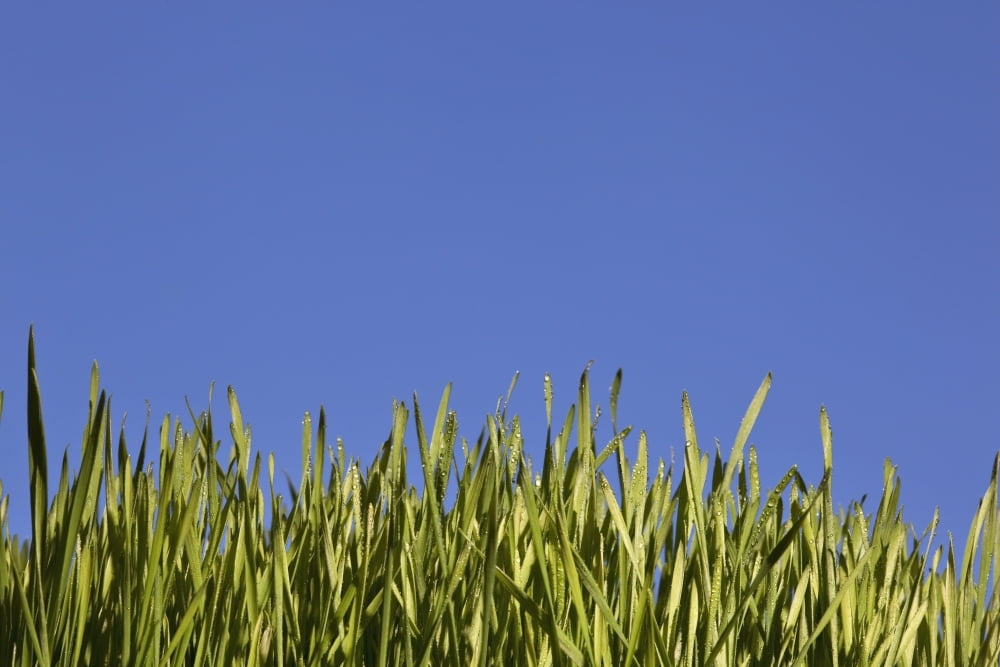 Green Grass Against A Blue Sky Edmonton Alberta Canada Canvas Art - Richard Wear Design Pics (17 x 11)