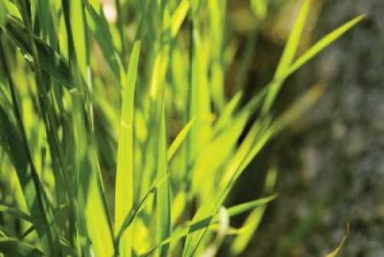 Green Grass I Canvas Art - Beth Wold (24 x 36)