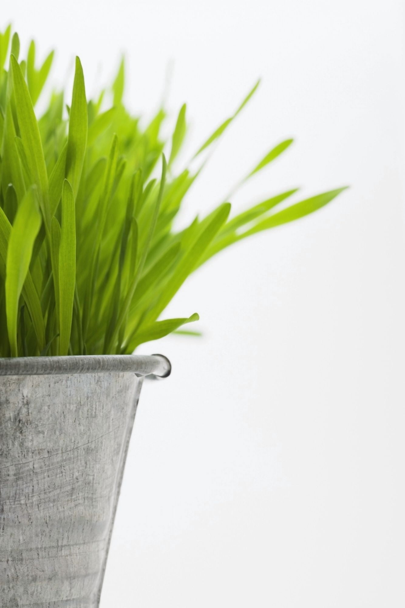 Green Grass In A Pot Canvas Art - Steven Raniszewski Design Pics (11 x 17)