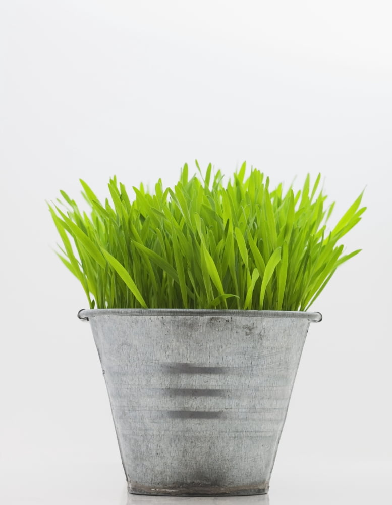 Green Grass In Metal Planter Against White Background Canvas Art - Steven Raniszewski Design Pics (12 x 15)