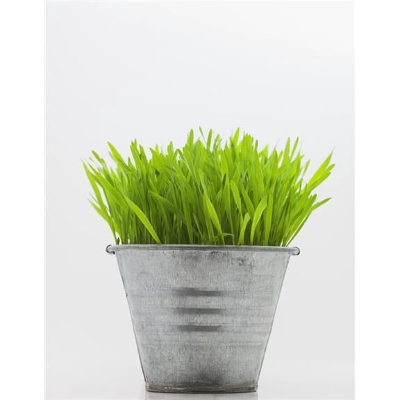 Green Grass in Metal Planter Against White Background Poster Print by Steven Raniszewski, 12 x 15