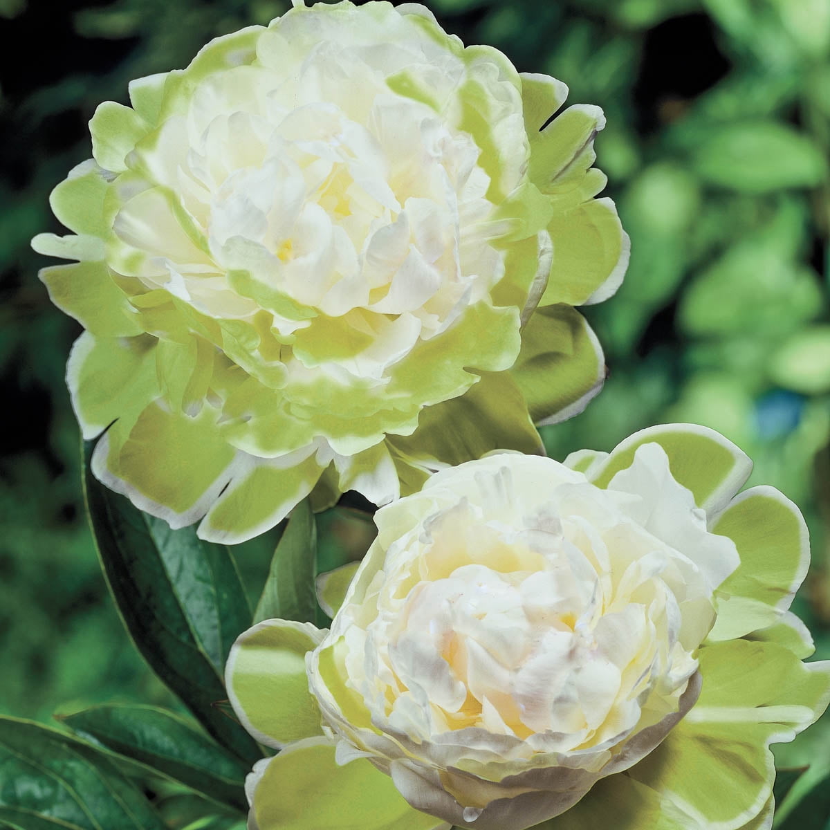 Green Halo Peony Dormant Bare Root Starter Perennial Plant, 1-Pack