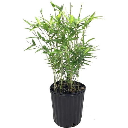Green Hedge Bamboo 2 Live Plants Non-Invasive Clumping Bamboo Screening Privacy Hedge Bambusa Multiplex