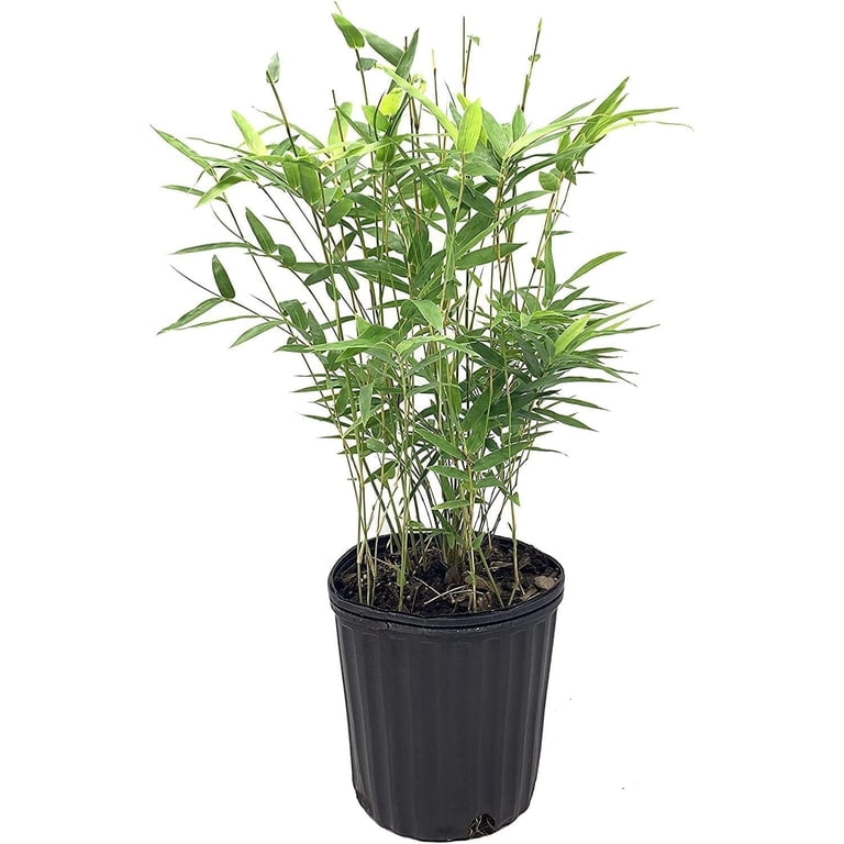 Bambusa Multiplex Green Hedge Bamboo - 3 Live Non-Invasive