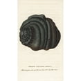 thumbnail image 1 of Green Helmet Shell, Cassidae Species Poster Print By ® Florilegius Mary Evans (24 X 36), 1 of 3