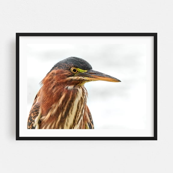 Green Heron Profile - Photography Bird Wildlife Nature Animal Portrait Scenic Woodland Black Framed Wall Art Print 24 x 36 inches