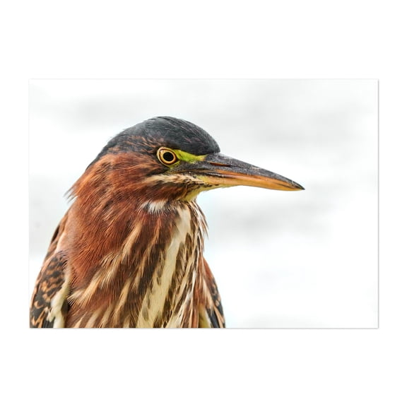 Green Heron Profile - Photography Bird Wildlife Nature Animal Portrait Scenic Woodland Unframed Wall Art Print 40 x 60 inches