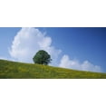 thumbnail image 1 of Green Hill w flowers & tree Canton Zug Switzerland Poster Print (12 x 6), 1 of 1