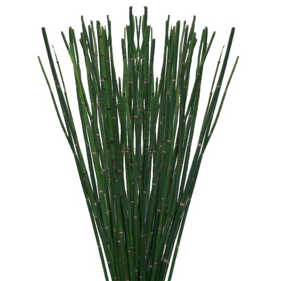 Green Horsetail - Farm Direct Fresh Cut Flowers - 200 Stems