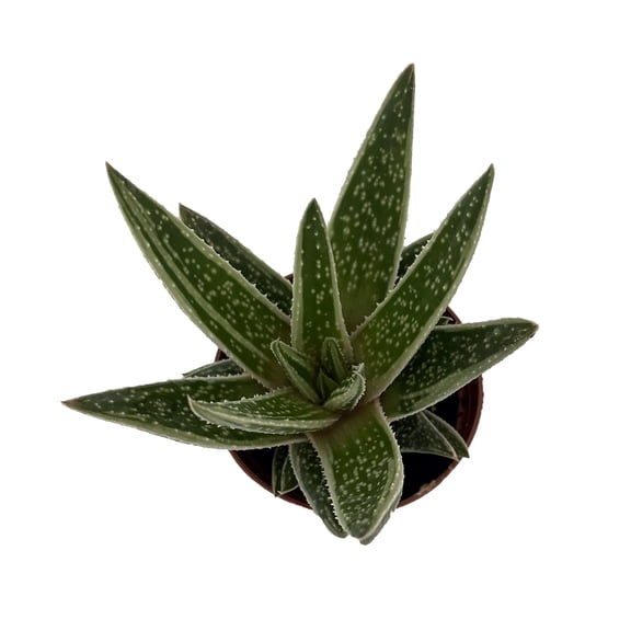 Green Ice Gasteraloe - Gasteria Aloe Hybrid - 2.5" Pot