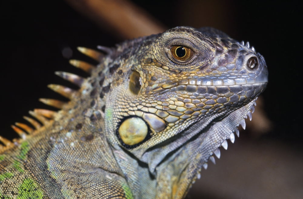 Green Iguana Canvas Art - Natural Selection Ralph Curtin Design Pics (36 x 24)